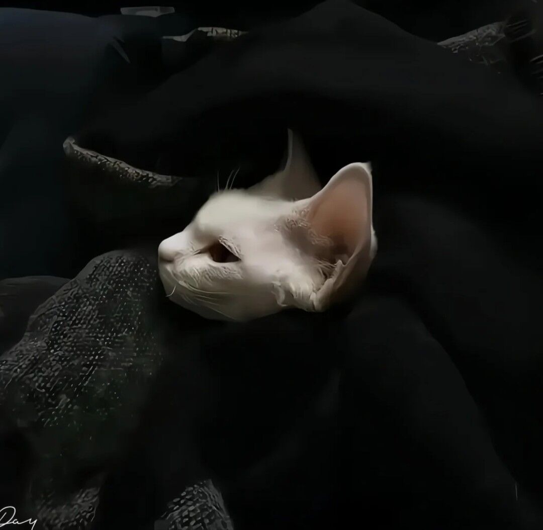 陈平安的头像